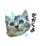 雑種の猫による宴～野球観戦編～（個別スタンプ：16）