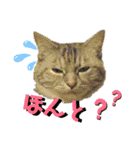 雑種の猫による宴～野球観戦編～（個別スタンプ：17）