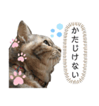 雑種の猫による宴～野球観戦編～（個別スタンプ：19）