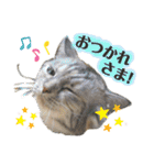 雑種の猫による宴～野球観戦編～（個別スタンプ：20）