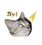 雑種の猫による宴～野球観戦編～（個別スタンプ：21）