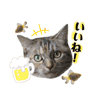 雑種の猫による宴～野球観戦編～（個別スタンプ：22）