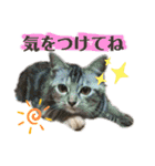 雑種の猫による宴～野球観戦編～（個別スタンプ：23）
