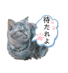 雑種の猫による宴～野球観戦編～（個別スタンプ：24）