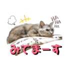 雑種の猫による宴～野球観戦編～（個別スタンプ：26）