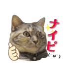雑種の猫による宴～野球観戦編～（個別スタンプ：27）
