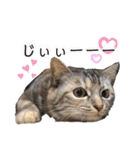 雑種の猫による宴～野球観戦編～（個別スタンプ：28）