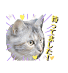 雑種の猫による宴～野球観戦編～（個別スタンプ：29）