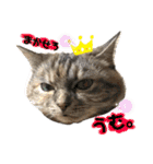雑種の猫による宴～野球観戦編～（個別スタンプ：30）