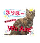 雑種の猫による宴～野球観戦編～（個別スタンプ：31）