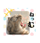 雑種の猫による宴～野球観戦編～（個別スタンプ：33）