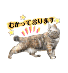 雑種の猫による宴～野球観戦編～（個別スタンプ：34）