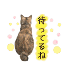 雑種の猫による宴～野球観戦編～（個別スタンプ：35）