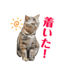 雑種の猫による宴～野球観戦編～（個別スタンプ：36）