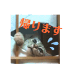雑種の猫による宴～野球観戦編～（個別スタンプ：37）