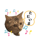 雑種の猫による宴～野球観戦編～（個別スタンプ：38）