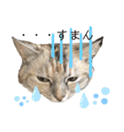雑種の猫による宴～野球観戦編～（個別スタンプ：39）