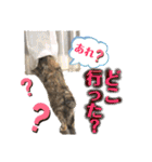 雑種の猫による宴～野球観戦編～（個別スタンプ：40）