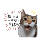 親子猫のおはぎとたまちゃん（個別スタンプ：1）