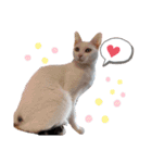 親子猫のおはぎとたまちゃん（個別スタンプ：3）