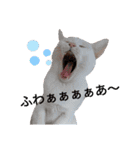 親子猫のおはぎとたまちゃん（個別スタンプ：4）
