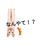 親子猫のおはぎとたまちゃん（個別スタンプ：5）