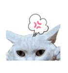 親子猫のおはぎとたまちゃん（個別スタンプ：7）