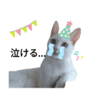 親子猫のおはぎとたまちゃん（個別スタンプ：8）