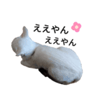 親子猫のおはぎとたまちゃん（個別スタンプ：9）
