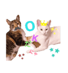親子猫のおはぎとたまちゃん（個別スタンプ：10）