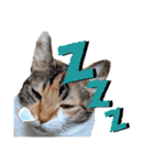 親子猫のおはぎとたまちゃん（個別スタンプ：11）