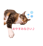 親子猫のおはぎとたまちゃん（個別スタンプ：12）