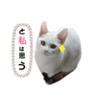 親子猫のおはぎとたまちゃん（個別スタンプ：13）