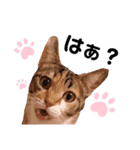 親子猫のおはぎとたまちゃん（個別スタンプ：16）