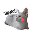 親子猫のおはぎとたまちゃん（個別スタンプ：17）