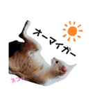 親子猫のおはぎとたまちゃん（個別スタンプ：19）