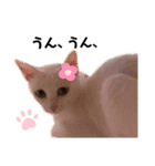 親子猫のおはぎとたまちゃん（個別スタンプ：20）