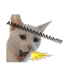 親子猫のおはぎとたまちゃん（個別スタンプ：21）