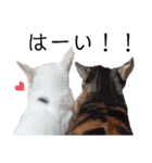 親子猫のおはぎとたまちゃん（個別スタンプ：22）