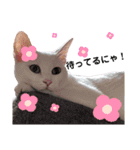 親子猫のおはぎとたまちゃん（個別スタンプ：23）