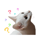親子猫のおはぎとたまちゃん（個別スタンプ：24）