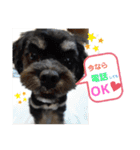 ワンネコちゃん（個別スタンプ：1）