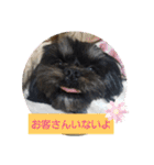 ワンネコちゃん（個別スタンプ：9）