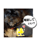 ワンネコちゃん（個別スタンプ：10）