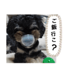 ワンネコちゃん（個別スタンプ：22）