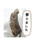 ワンネコちゃん（個別スタンプ：23）