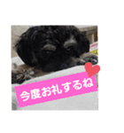 ワンネコちゃん（個別スタンプ：24）