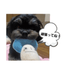 ワンネコちゃん（個別スタンプ：25）