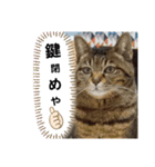 ワンネコちゃん（個別スタンプ：29）
