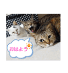 ワンネコちゃん（個別スタンプ：39）